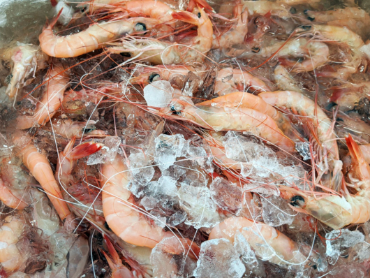 漁港直送魚介類