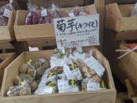 毎年人気の菊芋が入荷しました！