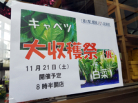 緊急告知！！キャベツ＆白菜大収穫祭（仮）します！！